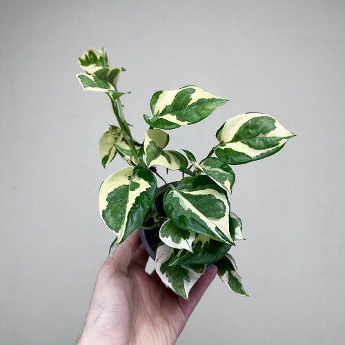Epipremnum N'Joy P9 #1