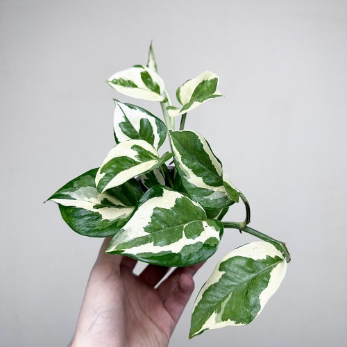 Epipremnum N'Joy P9 #2