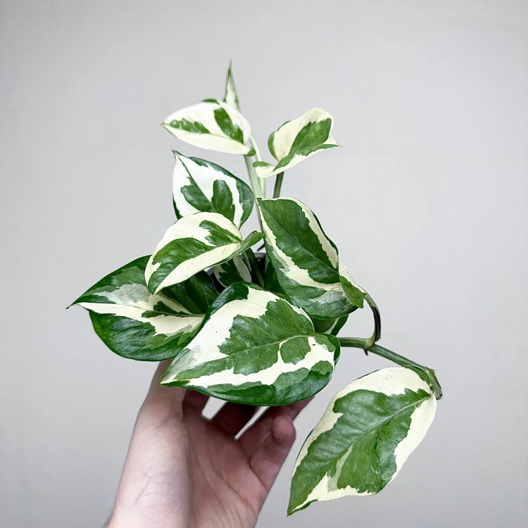 Epipremnum N'Joy P9 #2