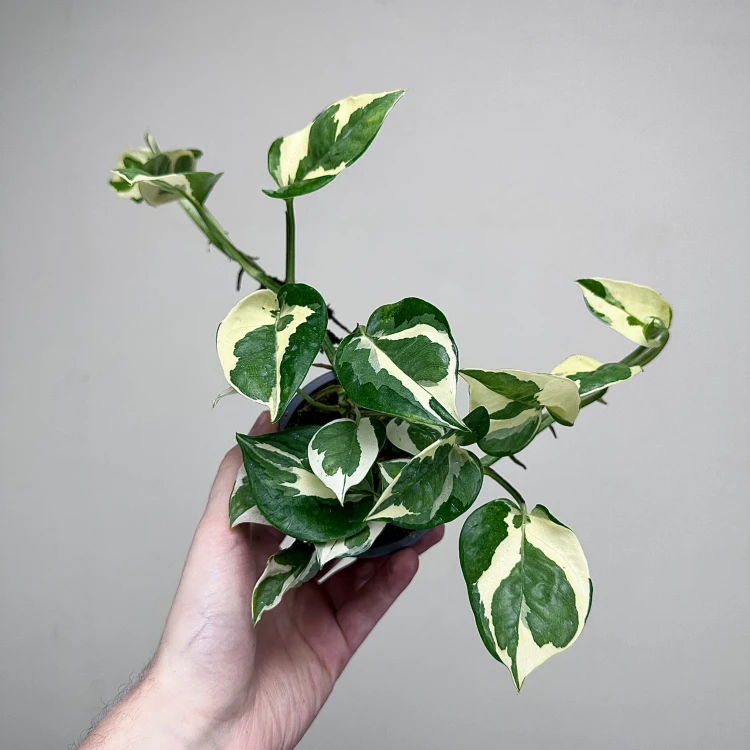 Epipremnum N'Joy P9 #3