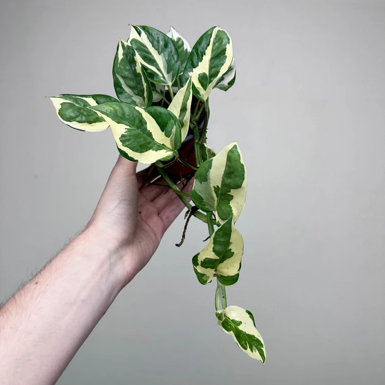 Epipremnum N'Joy P9 #4
