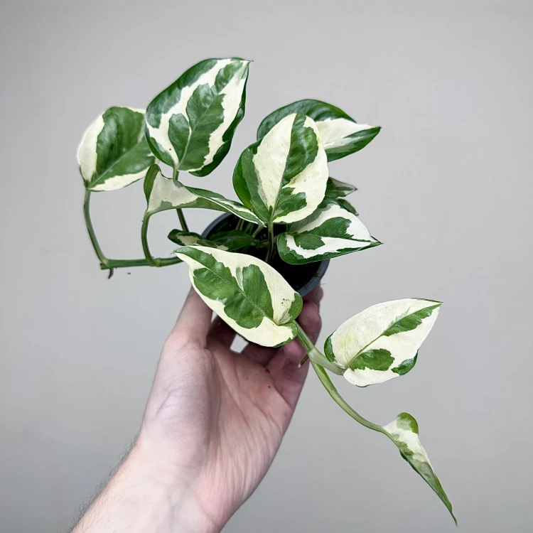 Epipremnum N'Joy P9 #6