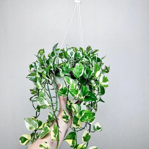 Epipremnum N'Joy P19 wisząca #1