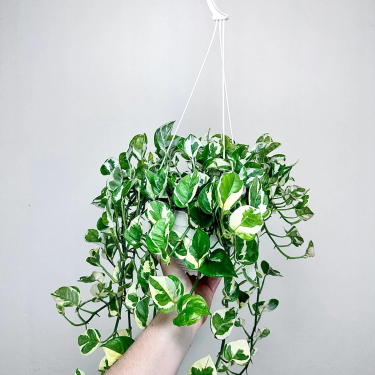 Epipremnum N'Joy P19 wisząca #3