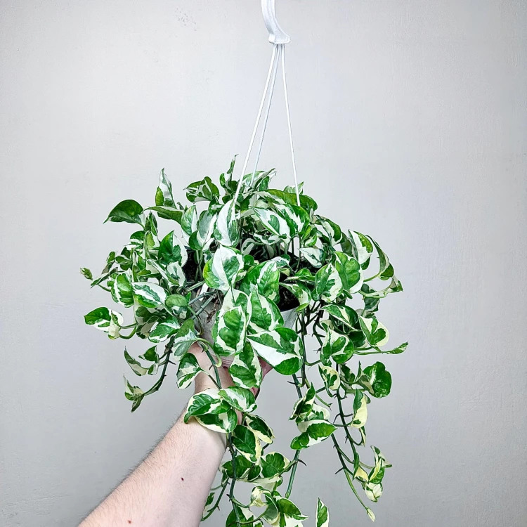 Epipremnum N'Joy P19 wisząca #4