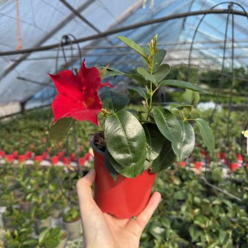 Mandevilla Sundaville Red Dipladenia Czerwona #2