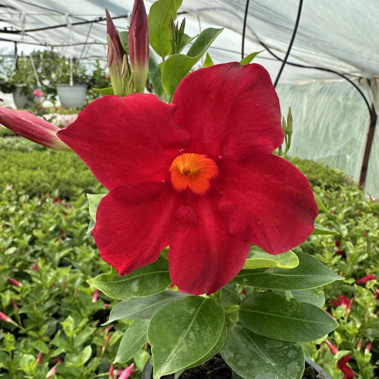 Mandevilla Sundaville Red Dipladenia Czerwona