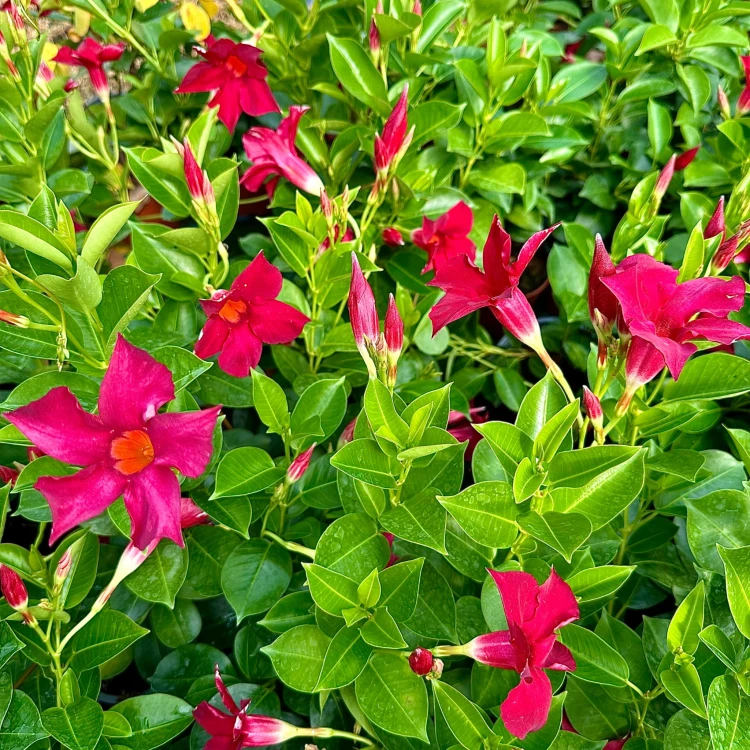 Mandevilla Sundaville Red Dipladenia Czerwona