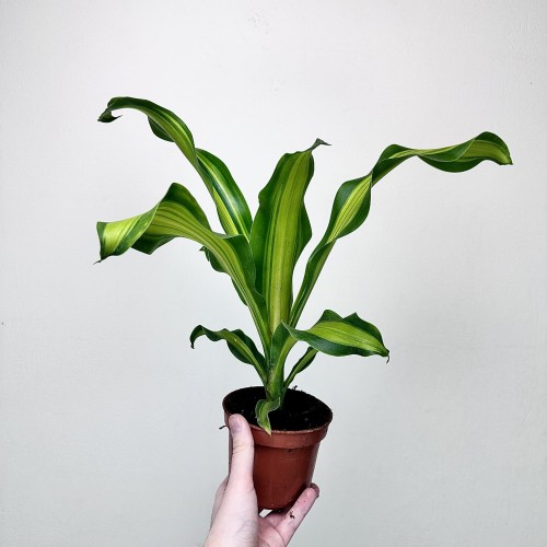 Dracaena Fragrans Charley Dracena Wonna P12 #1