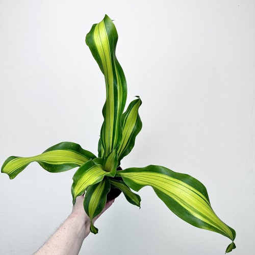 Dracaena Fragrans Charley Dracena Wonna P12 #2