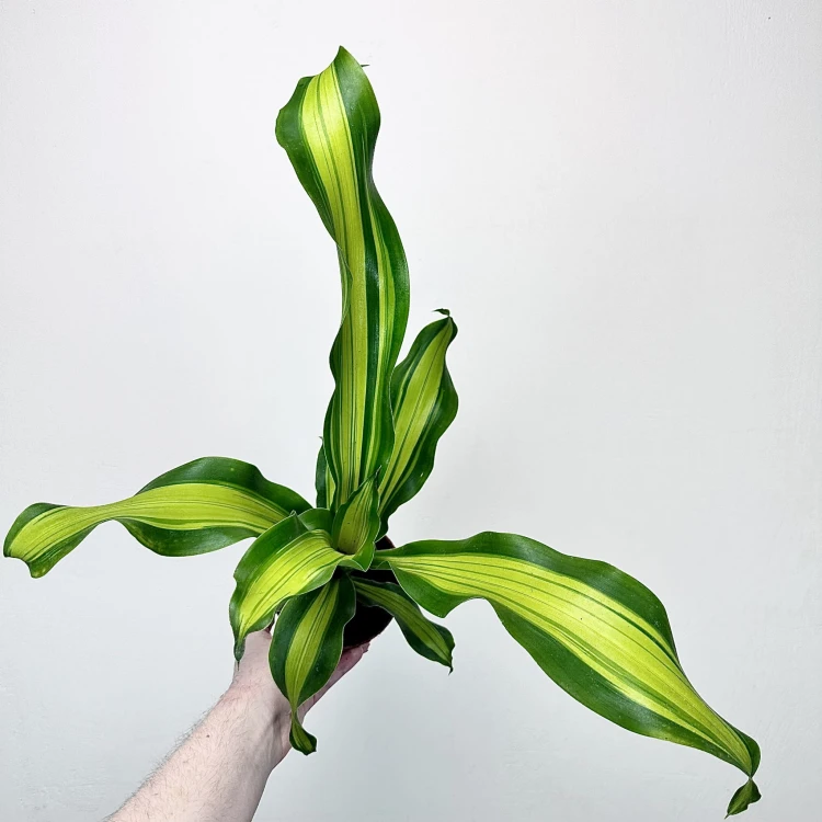 Dracaena Fragrans Charley Dracena Wonna P12 #2