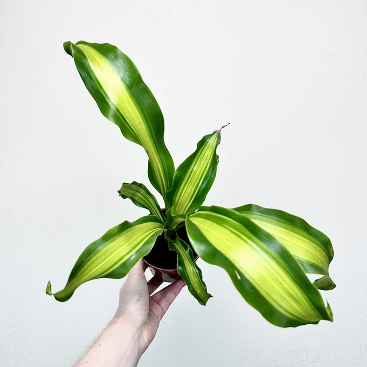 Dracaena Fragrans Charley Dracena Wonna P12 #3
