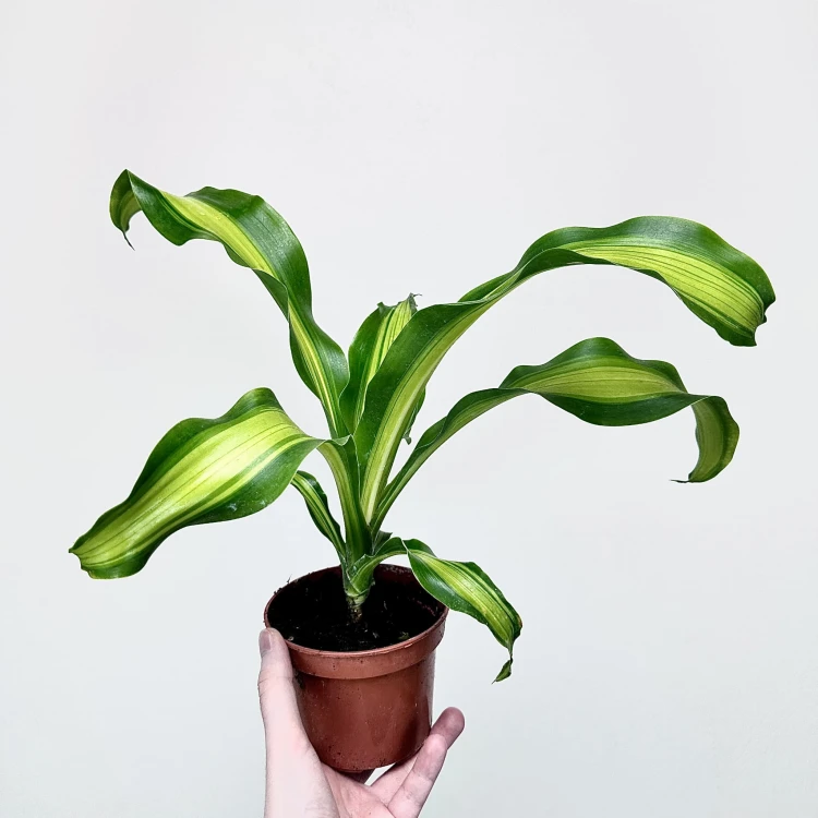 Dracaena Fragrans Charley Dracena Wonna P12 #4