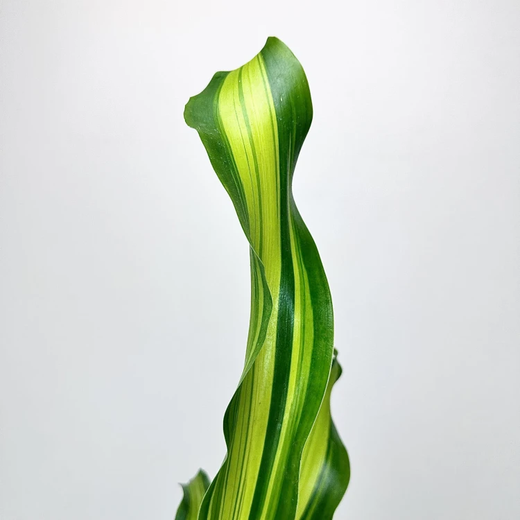 Dracaena Fragrans Charley Dracena Wonna P12 #5