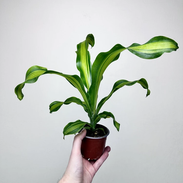 Dracaena Fragrans Charley Dracena Wonna P9 #1