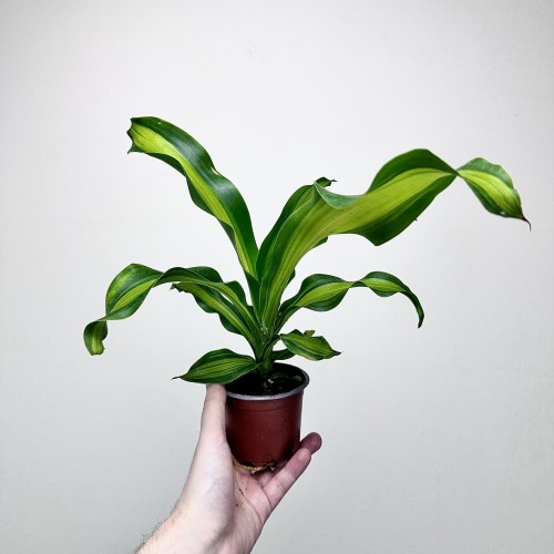Dracaena Fragrans Charley Dracena Wonna P9 #2