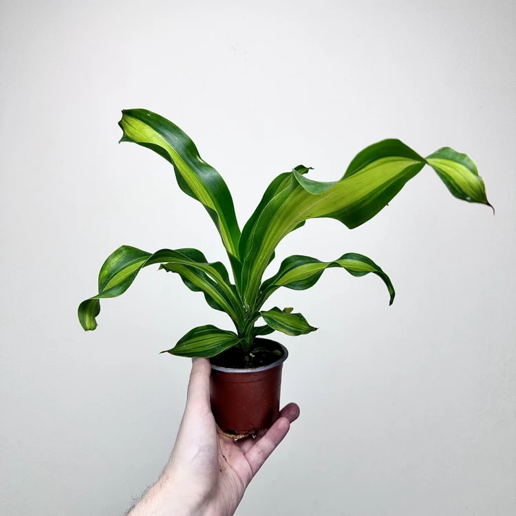 Dracaena Fragrans Charley Dracena Wonna P9 #2