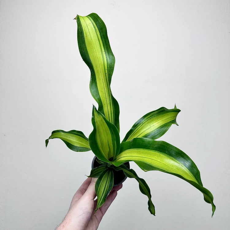 Dracaena Fragrans Charley Dracena Wonna P9 #3