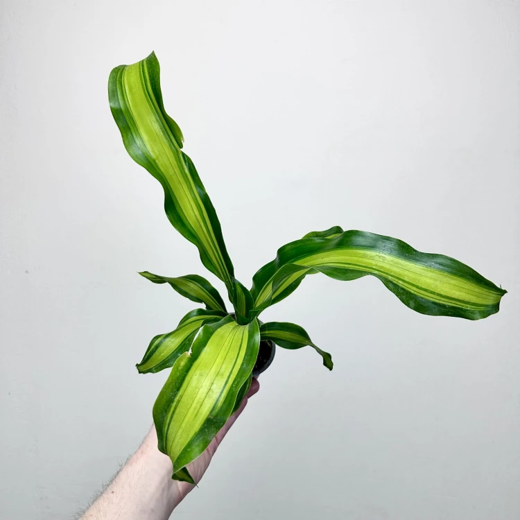 Dracaena Fragrans Charley Dracena Wonna P9 #4