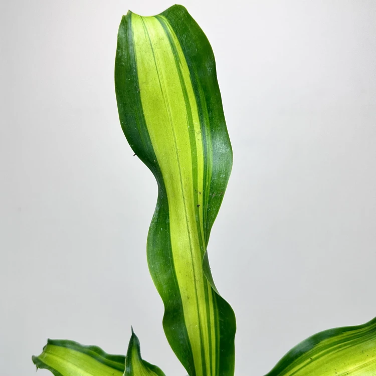 Dracaena Fragrans Charley Dracena Wonna P9 #5