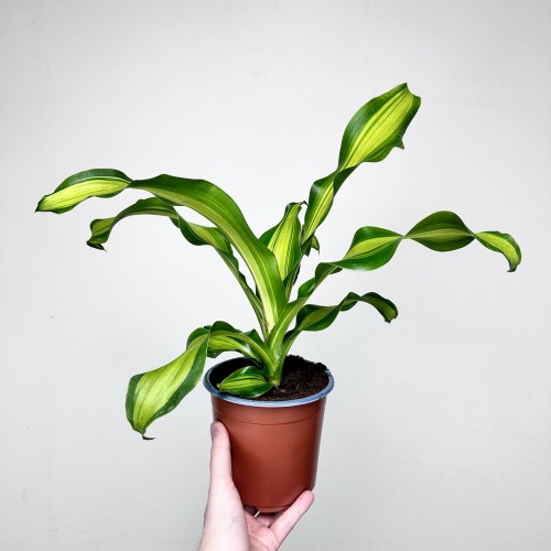 Dracaena Fragrans Charley Dracena Wonna P14 #1