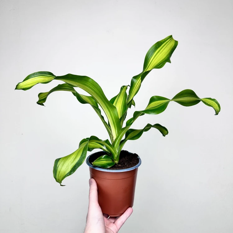 Dracaena Fragrans Charley Dracena Wonna P14 #1