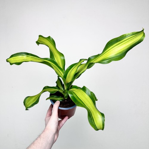 Dracaena Fragrans Charley Dracena Wonna P14 #2
