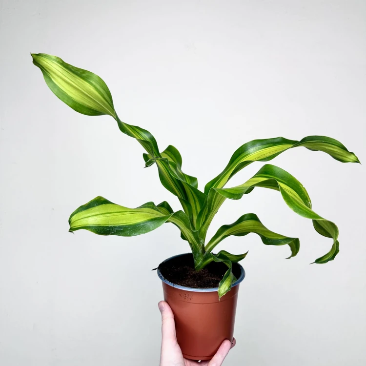 Dracaena Fragrans Charley Dracena Wonna P14 #3