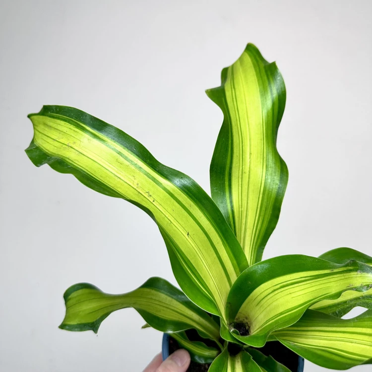 Dracaena Fragrans Charley Dracena Wonna P14 #4