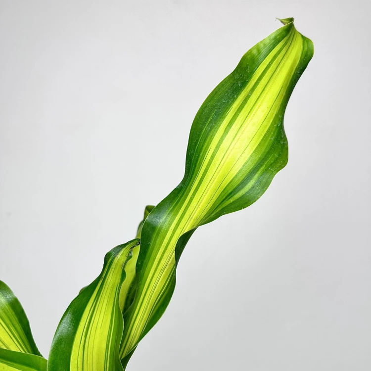 Dracaena Fragrans Charley Dracena Wonna P14 #5