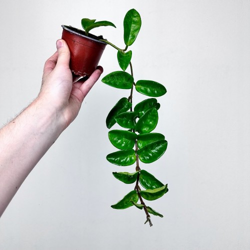 Hoya carnosa Krinkle Hoja P9 #1