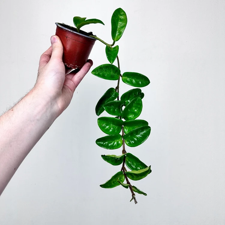 Hoya carnosa Krinkle Hoja P9 #1
