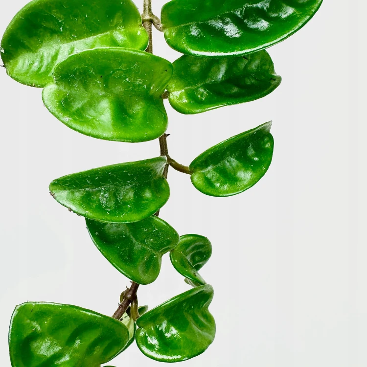 Hoya carnosa Krinkle Hoja P9 #3
