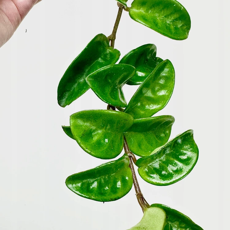 Hoya carnosa Krinkle Hoja P9 #4