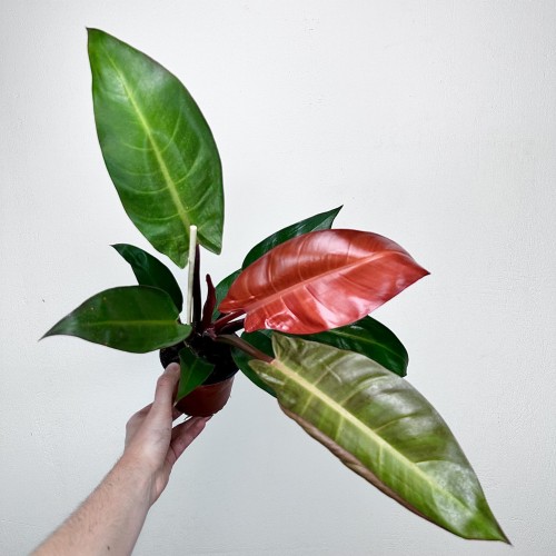 Philodendron Red Sun Filodendron #1