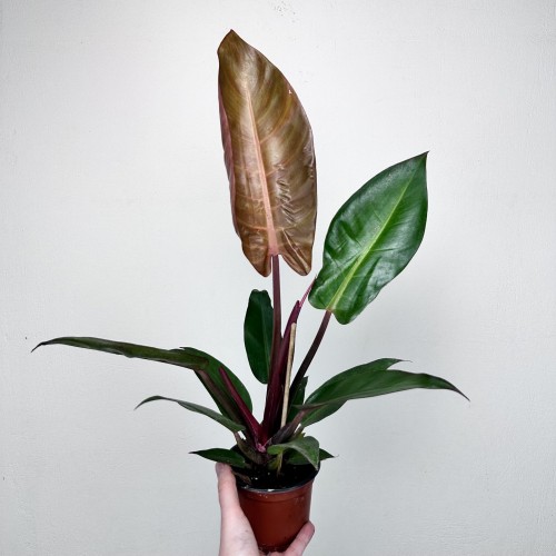 Philodendron Red Sun Filodendron #2