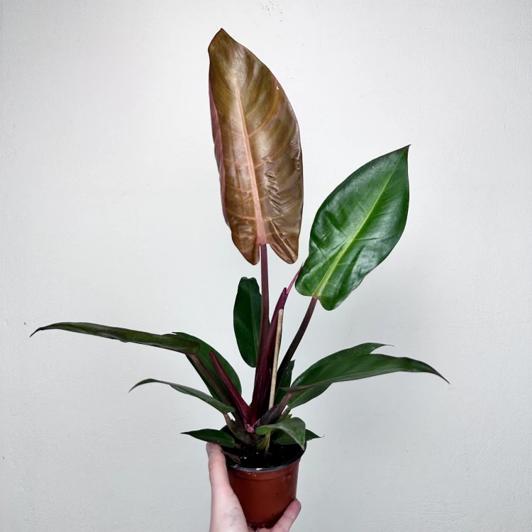Philodendron Red Sun Filodendron #2