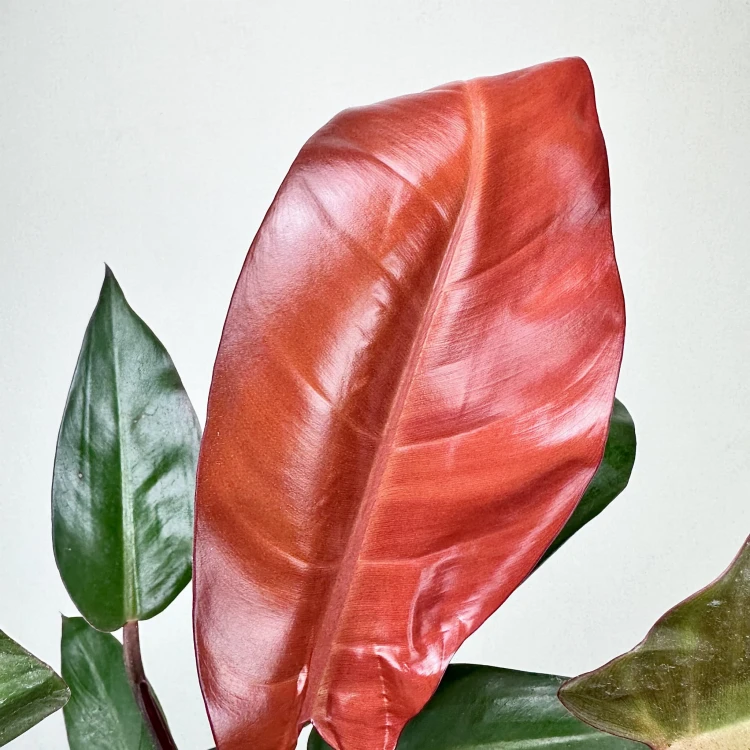 Philodendron Red Sun Filodendron #3