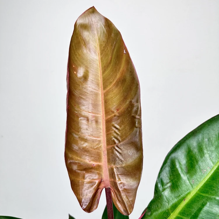 Philodendron Red Sun Filodendron #4
