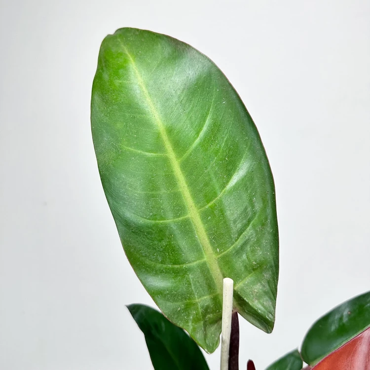 Philodendron Red Sun Filodendron #5