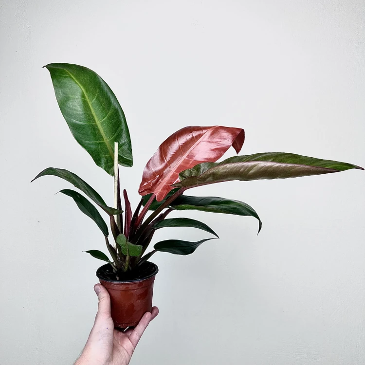 Philodendron Red Sun Filodendron #6