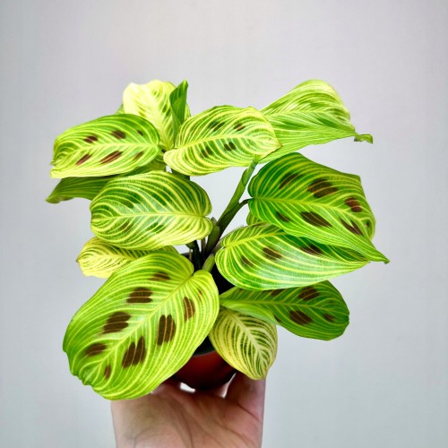 Maranta Light Veins P9 #1