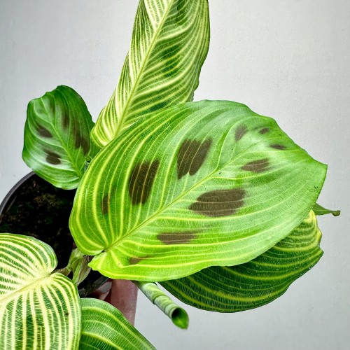 Maranta Light Veins P9 #2