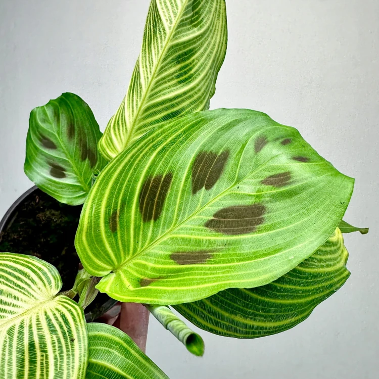 Maranta Light Veins P9 #2