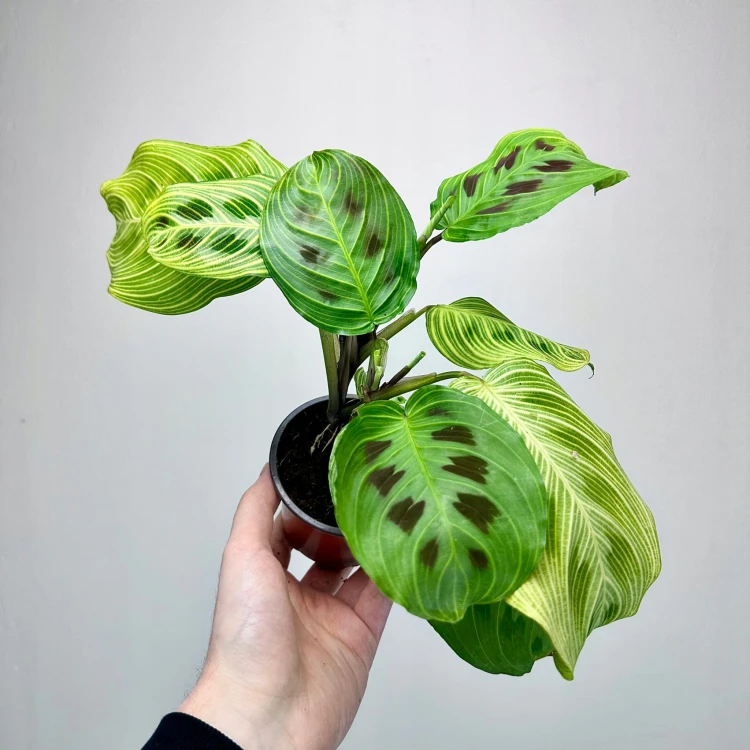 Maranta Light Veins P9 #3