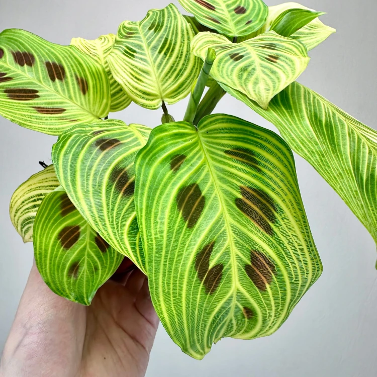 Maranta Light Veins P9 #4