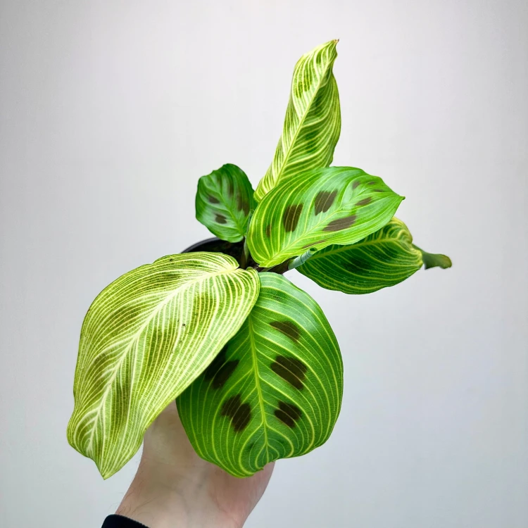 Maranta Light Veins P9 #5
