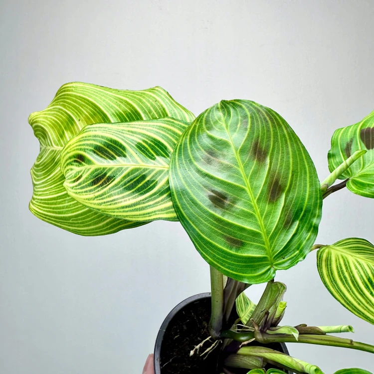 Maranta Light Veins P9 #6