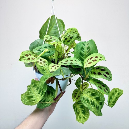 Maranta Light Veins P19 wisząca #2