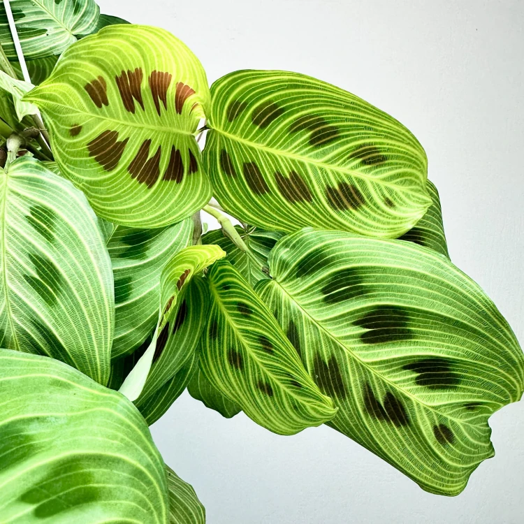 Maranta Light Veins P19 wisząca #3